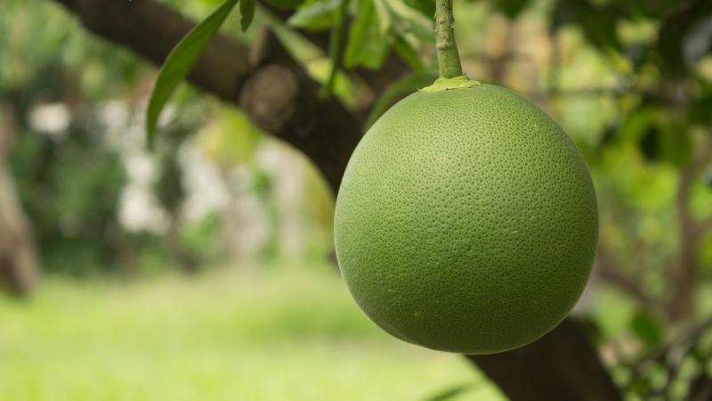 Cách bảo quản bưởi